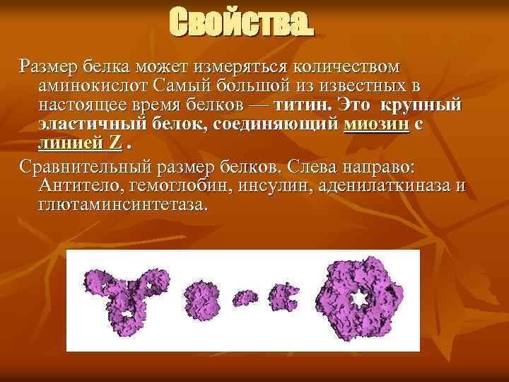 Свойства. Размер белка может измеряться количеством аминокислот Самый большой из известных в настоящее время