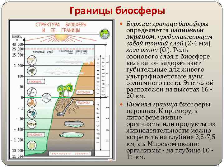 Границы биосферы Верхняя граница биосферы определяется озоновым экраном, представляющим собой тонкий слой (2 -4