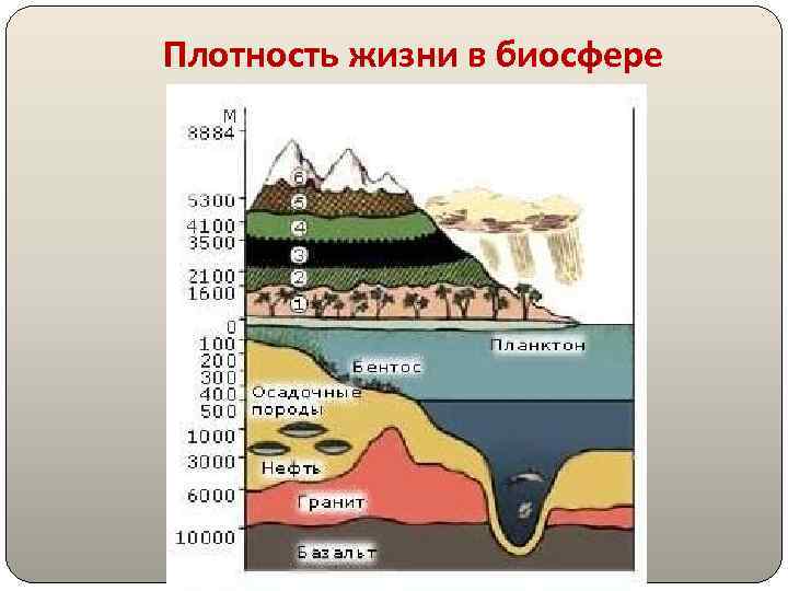 Плотность жизни в биосфере 