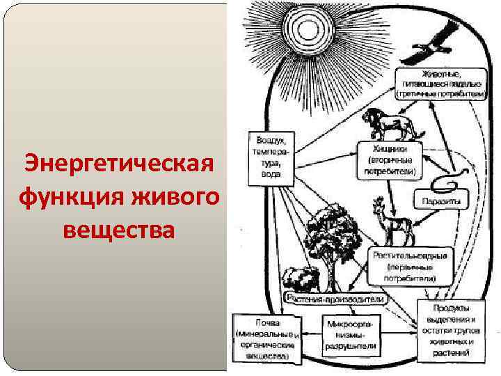 Учение о биосфере схема