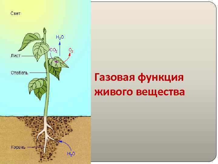 Презентация на тему функции живого вещества