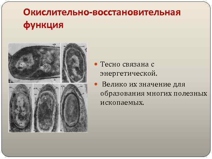 Окислительно-восстановительная функция Тесно связана с энергетической. Велико их значение для образования многих полезных ископаемых.