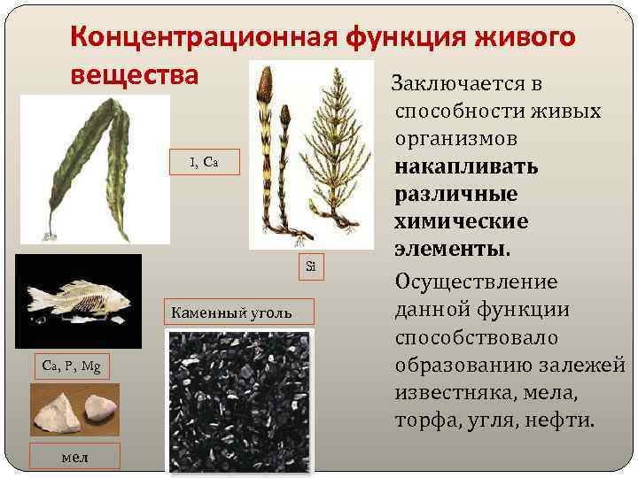 Функции живого вещества презентация