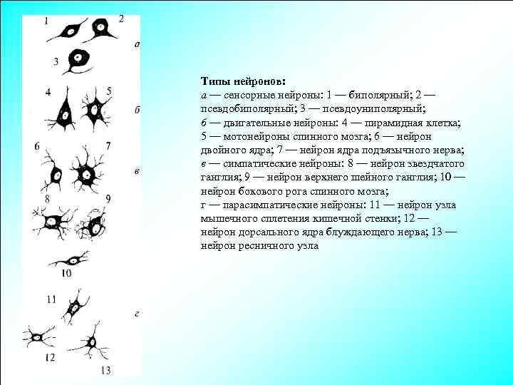 Типы нейронов: а — сенсорные нейроны: 1 — биполярный; 2 — псевдобиполярный; 3 —