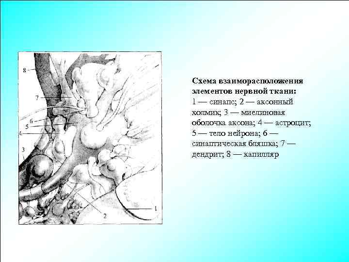 Схема взаиморасположения элементов нервной ткани: 1 — синапс; 2 — аксонный холмик; 3 —