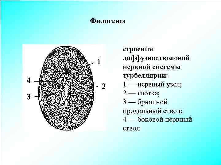 Филогенез строения диффузностволовой нервной системы турбеллярии: 1 — нервный узел; 2 — глотка; 3