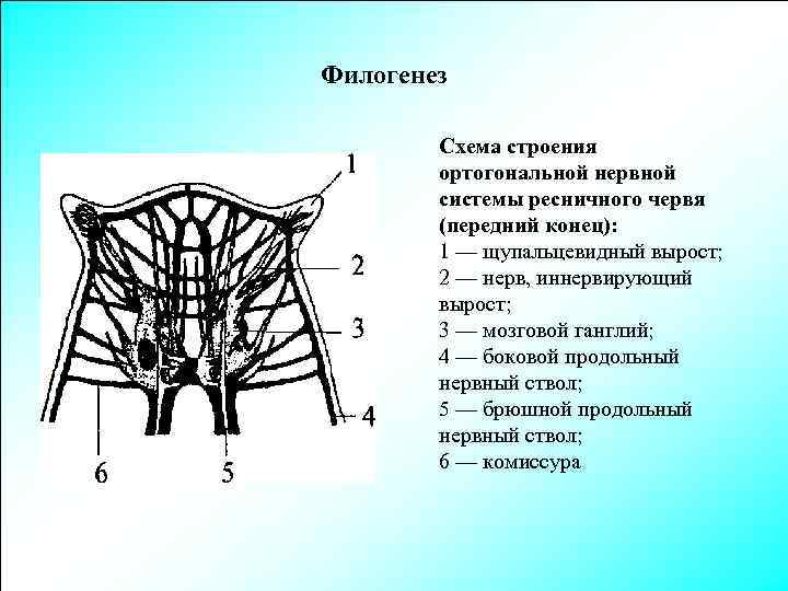 Филогенез Схема строения ортогональной нервной системы ресничного червя (передний конец): 1 — щупальцевидный вырост;
