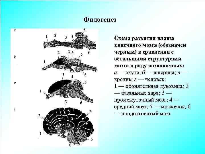Филогенез Схема развития плаща конечного мозга (обозначен черным) в сравнении с остальными структурами мозга
