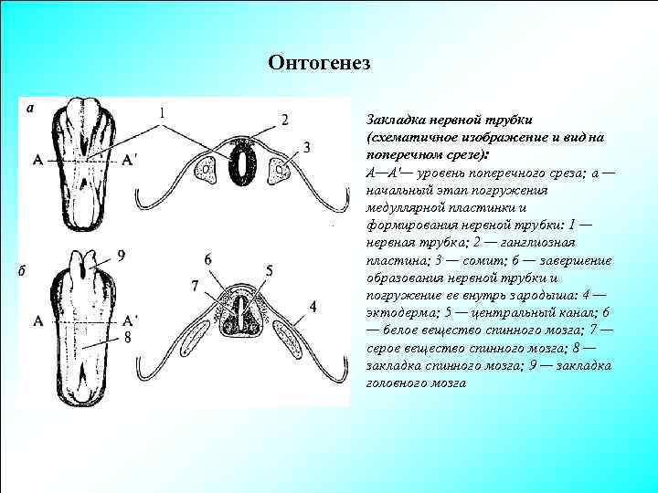 Онтогенез Закладка нервной трубки (схематичное изображение и вид на поперечном срезе): А—А'— уровень поперечного