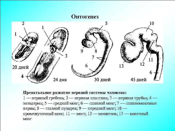 Онтогенез Пренатальное развитие нервной системы человека: 1 — нервный гребень; 2 — нервная пластина;