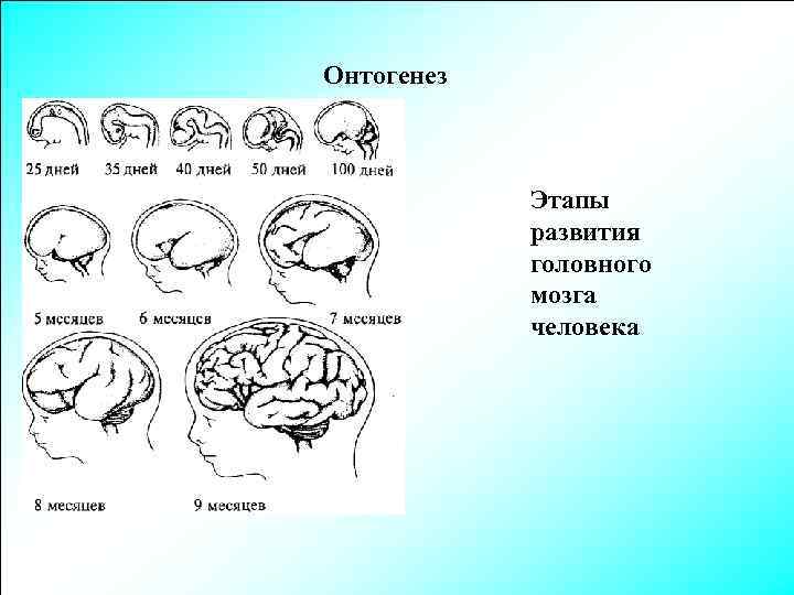 Онтогенез Этапы развития головного мозга человека 