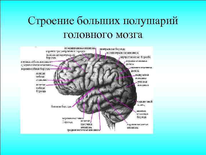 Строение больших полушарий головного мозга 