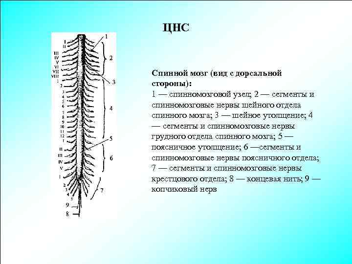 ЦНС Спинной мозг (вид с дорсальной стороны): 1 — спинномозговой узел; 2 — сегменты