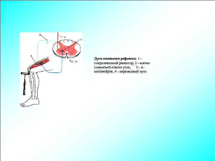 Дуга коленного рефлекса. 1 спиралевидный рецептор, 2 - клетка спинномоз-гового узла, 3 - мотонейрон,