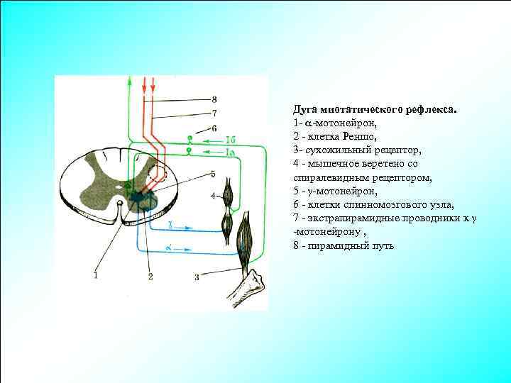 Дуга миотатического рефлекса. 1 - -мотонейрон, 2 - клетка Реншо, 3 - сухожильный рецептор,