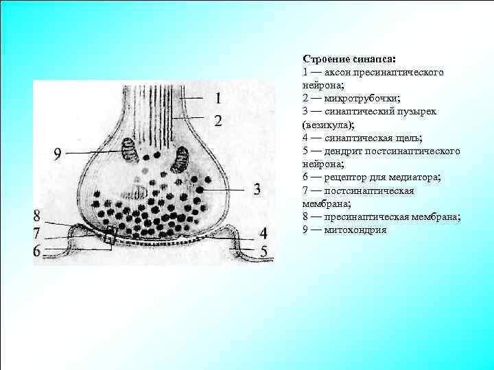 Строение синапса: 1 — аксон пресинаптического нейрона; 2 — микротрубочки; 3 — синаптический пузырек