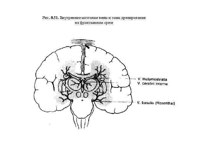 Рис. 8. 51. Внутренние мозговые вены и зоны дренирования на фронтальном срезе 
