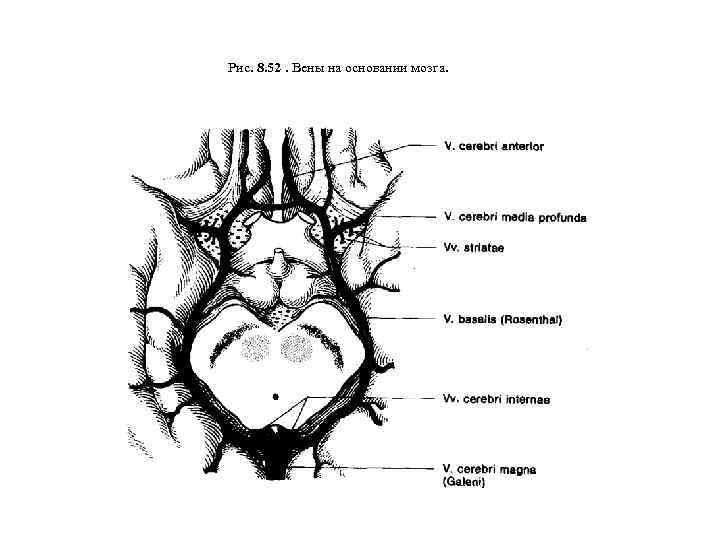 Рис. 8. 52. Вены на основании мозга. 