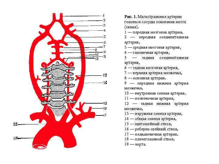 Рис. 1. Магистральные артерии головы и сосуды основания мозга (схема). 1 — передняя мозговая