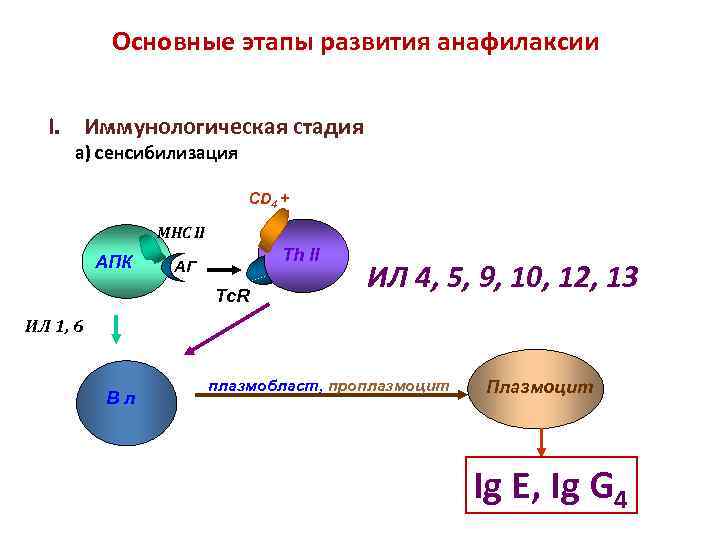 Основные этапы развития анафилаксии I. Иммунологическая стадия а) сенсибилизация CD 4 + MHC II