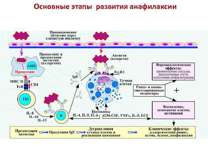 Основные этапы развития анафилаксии 