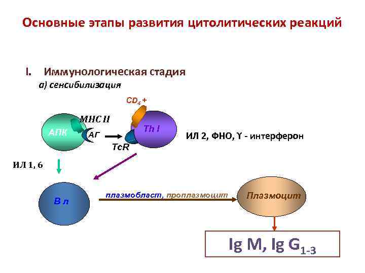 Основные этапы развития цитолитических реакций I. Иммунологическая стадия а) сенсибилизация CD 4 + MHC