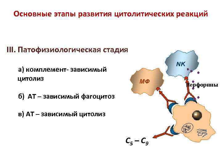 Основные этапы развития цитолитических реакций III. Патофизиологическая стадия а) комплемент- зависимый цитолиз NK МФ