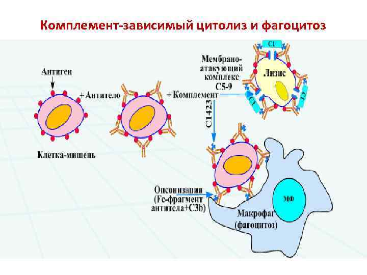 Комплемент-зависимый цитолиз и фагоцитоз 