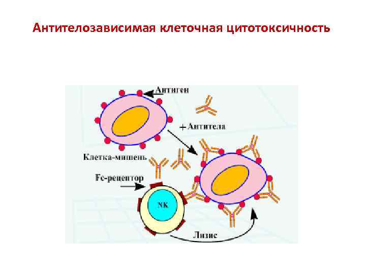 Антителозависимая клеточная цитотоксичность 