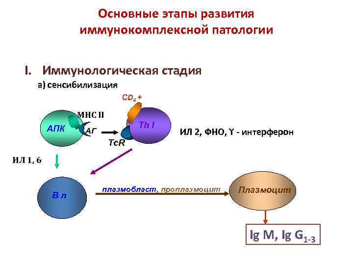 Основные этапы развития иммунокомплексной патологии I. Иммунологическая стадия а) сенсибилизация CD 4 + MHC