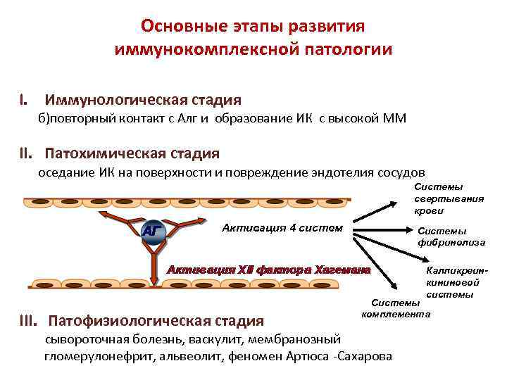 Основные этапы развития иммунокомплексной патологии I. Иммунологическая стадия б)повторный контакт с Алг и образование