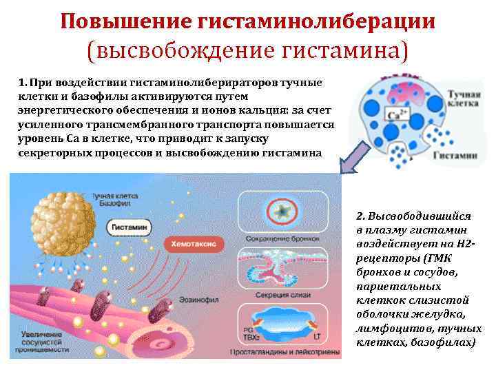 Повышение гистаминолиберации (высвобождение гистамина) 1. При воздействии гистаминолиберираторов тучные клетки и базофилы активируются путем