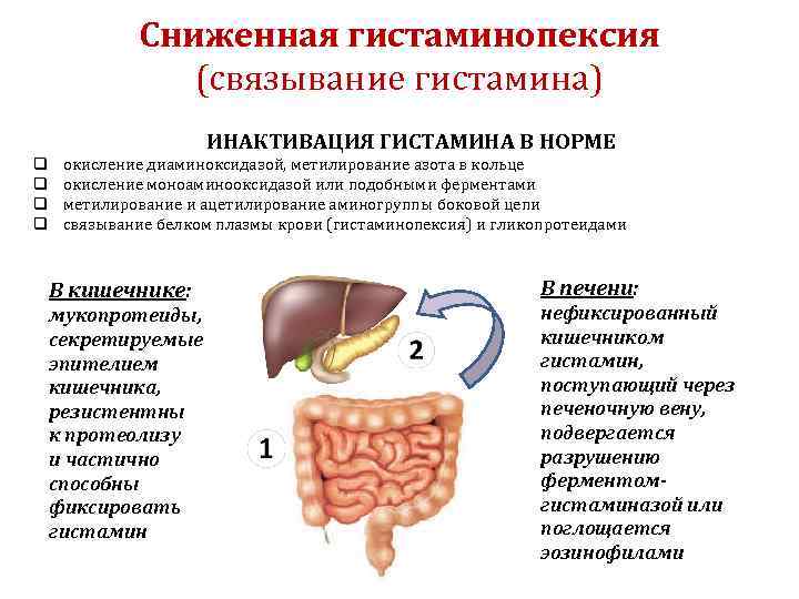 Сниженная гистаминопексия (связывание гистамина) ИНАКТИВАЦИЯ ГИСТАМИНА В НОРМЕ q q окисление диаминоксидазой, метилирование азота