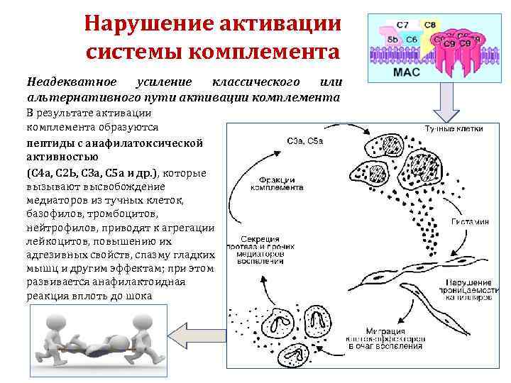 Нарушение активации системы комплемента Неадекватное усиление классического или альтернативного пути активации комплемента В результате