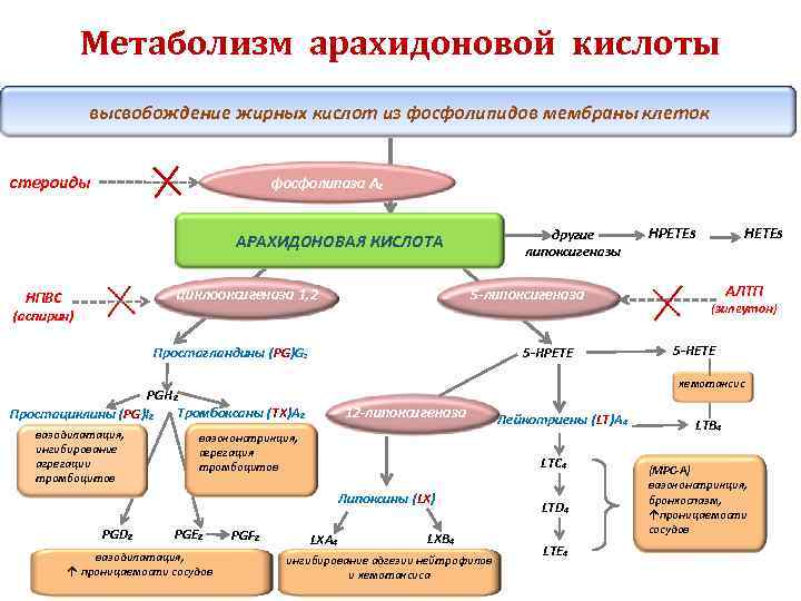 Метаболизм арахидоновой кислоты высвобождение жирных кислот из фосфолипидов мембраны клеток стероиды фосфолипаза А₂ другие