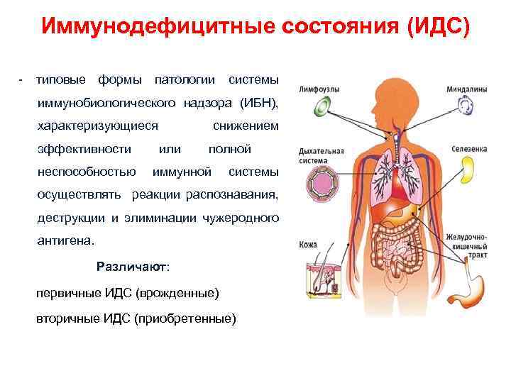 Иммунодефицитные состояния (ИДС) - типовые формы патологии системы иммунобиологического надзора (ИБН), характеризующиеся эффективности неспособностью