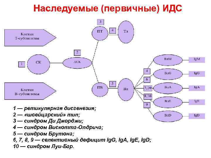 Наследуемые (первичные) ИДС 1 — ретикулярная дисгенезия; 2 — «швейцарский» тип; 3 — синдром