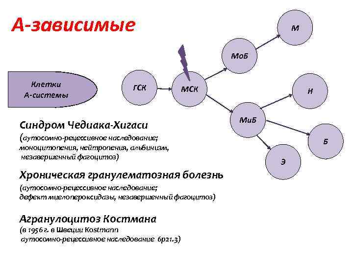 А-зависимые М Мо. Б Клетки А-системы ГСК МСК Синдром Чедиака-Хигаси Н Ми. Б (аутосомно-рецессивное