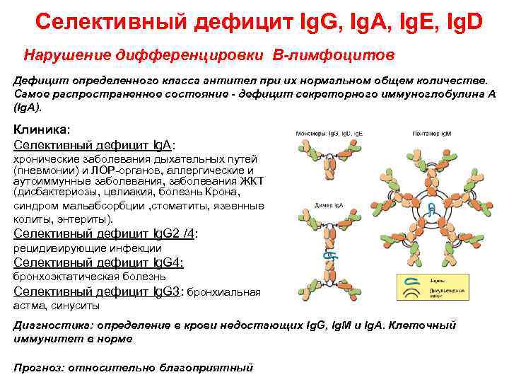 Селективный дефицит Ig. G, Ig. A, Ig. E, Ig. D Нарушение дифференцировки В-лимфоцитов Дефицит