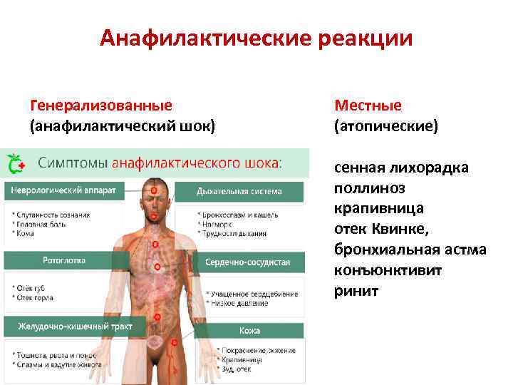 Анафилактические реакции Генерализованные (анафилактический шок) Местные (атопические) сенная лихорадка поллиноз крапивница отек Квинке, бронхиальная