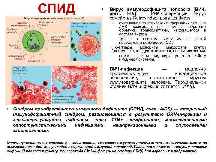 СПИД • Вирус иммунодефицита человека (ВИЧ, англ. HIV) – РНК-содержащий вирус семейства Retroviridae, рода