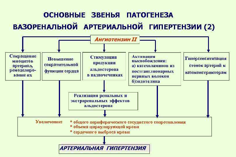 Схема патогенеза артериальной гипертензии с учетом роли ренин ангиотензин альдостероновой системы