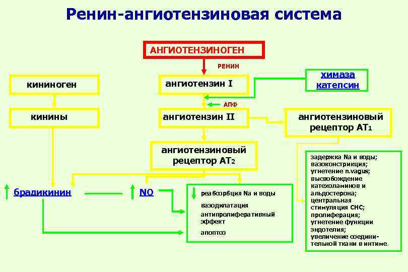 Ренин-ангиотензиновая система АНГИОТЕНЗИНОГЕН РЕНИН ангиотензин I кининоген химаза катепсин АПФ кинины ангиотензин II ангиотензиновый