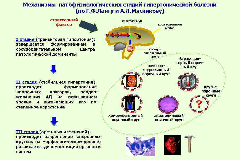 Механизмы патофизиологических стадий гипертонической болезни (по Г. Ф. Лангу и А. Л. Мясникову) стрессорный