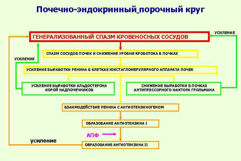 Почечно-эндокринный порочный круг ГЕНЕРАЛИЗОВАННЫЙ СПАЗМ КРОВЕНОСНЫХ СОСУДОВ СПАЗМ СОСУДОВ ПОЧЕК И СНИЖЕНИЕ УРОВНЯ КРОВОТОКА