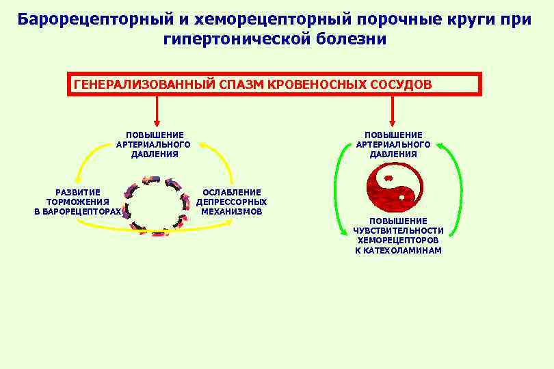 Барорецепторный и хеморецепторный порочные круги при гипертонической болезни ГЕНЕРАЛИЗОВАННЫЙ СПАЗМ КРОВЕНОСНЫХ СОСУДОВ ПОВЫШЕНИЕ АРТЕРИАЛЬНОГО