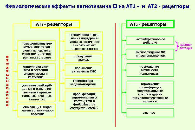 Физиологические эффекты ангиотензина II на АТ 1 - и АТ 2 - рецепторы вазоконстрикция