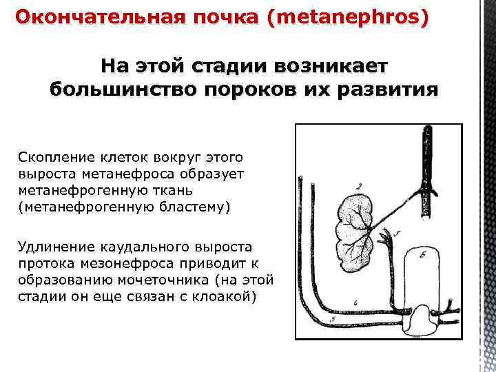 Окончательная почка (metanephros) На этой стадии возникает большинство пороков их развития Скопление клеток вокруг