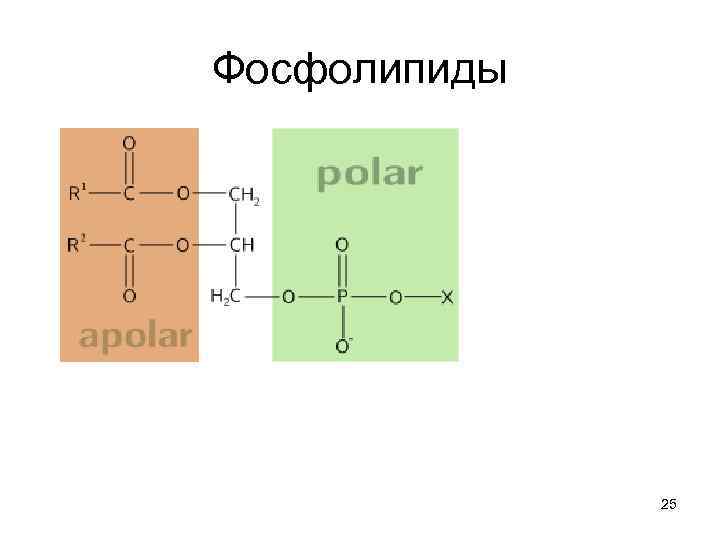 Фосфолипиды 25 