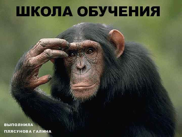 ШКОЛА ОБУЧЕНИЯ ВЫПОЛНИЛА ПЛЯСУНОВА ГАЛИНА 